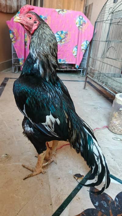 MIAWALI PURE BREED . 5 6 HAZAR WALAY RABTA NA KAREIN