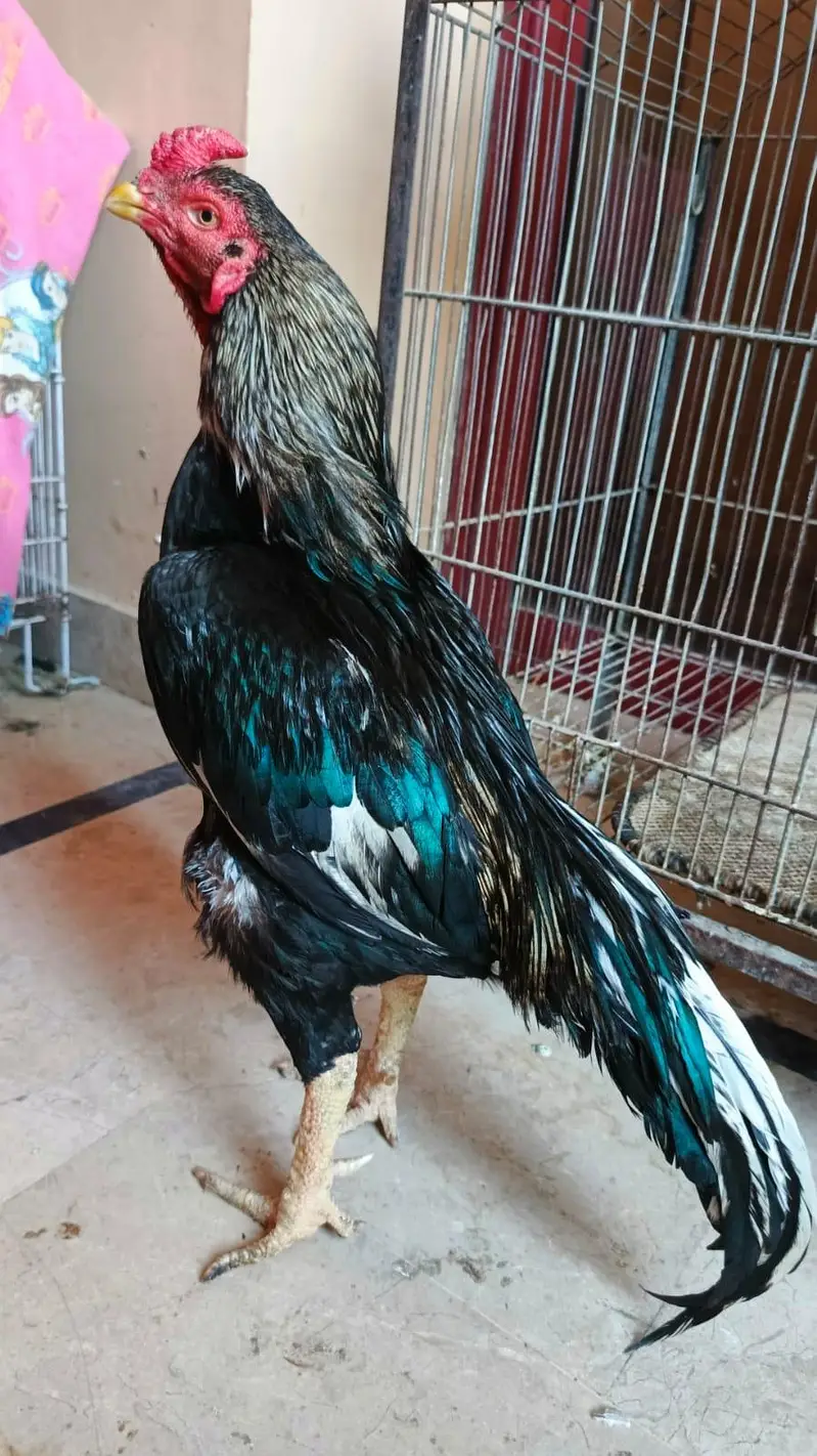 MIAWALI PURE BREED . 5 6 HAZAR WALAY RABTA NA KAREIN — photo 2