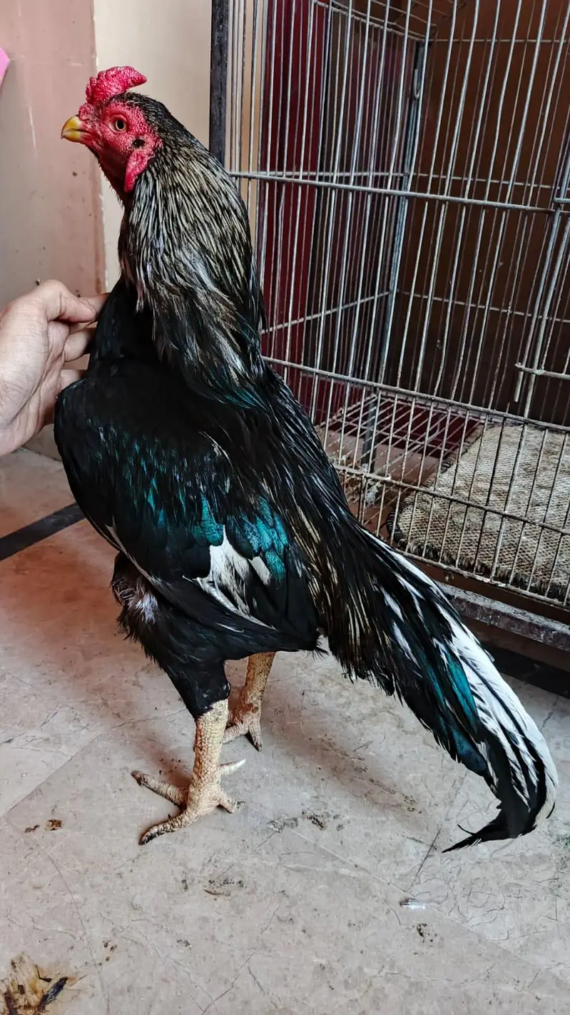 MIAWALI PURE BREED . 5 6 HAZAR WALAY RABTA NA KAREIN — photo 3