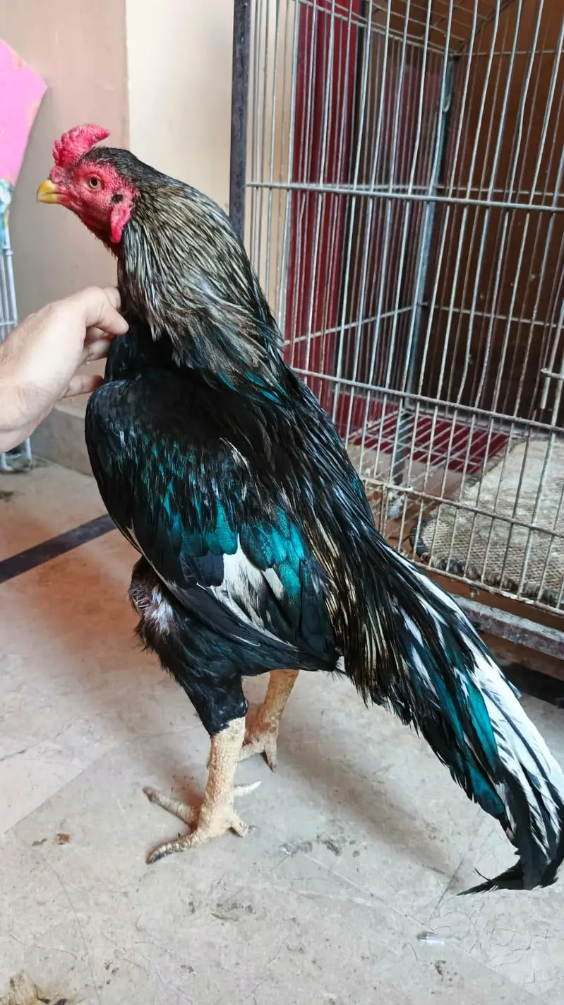 MIAWALI PURE BREED . 5 6 HAZAR WALAY RABTA NA KAREIN — photo 4