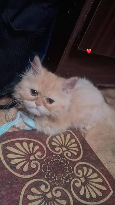 Persian kitten available for sale