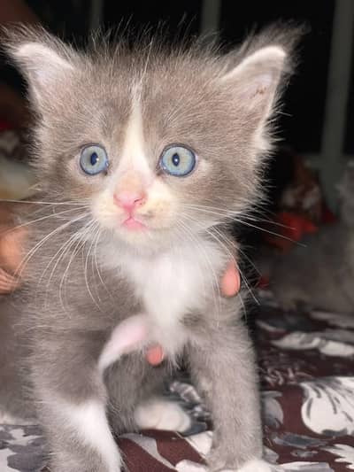 Female Cat + Kittens for Sale Triple kote
