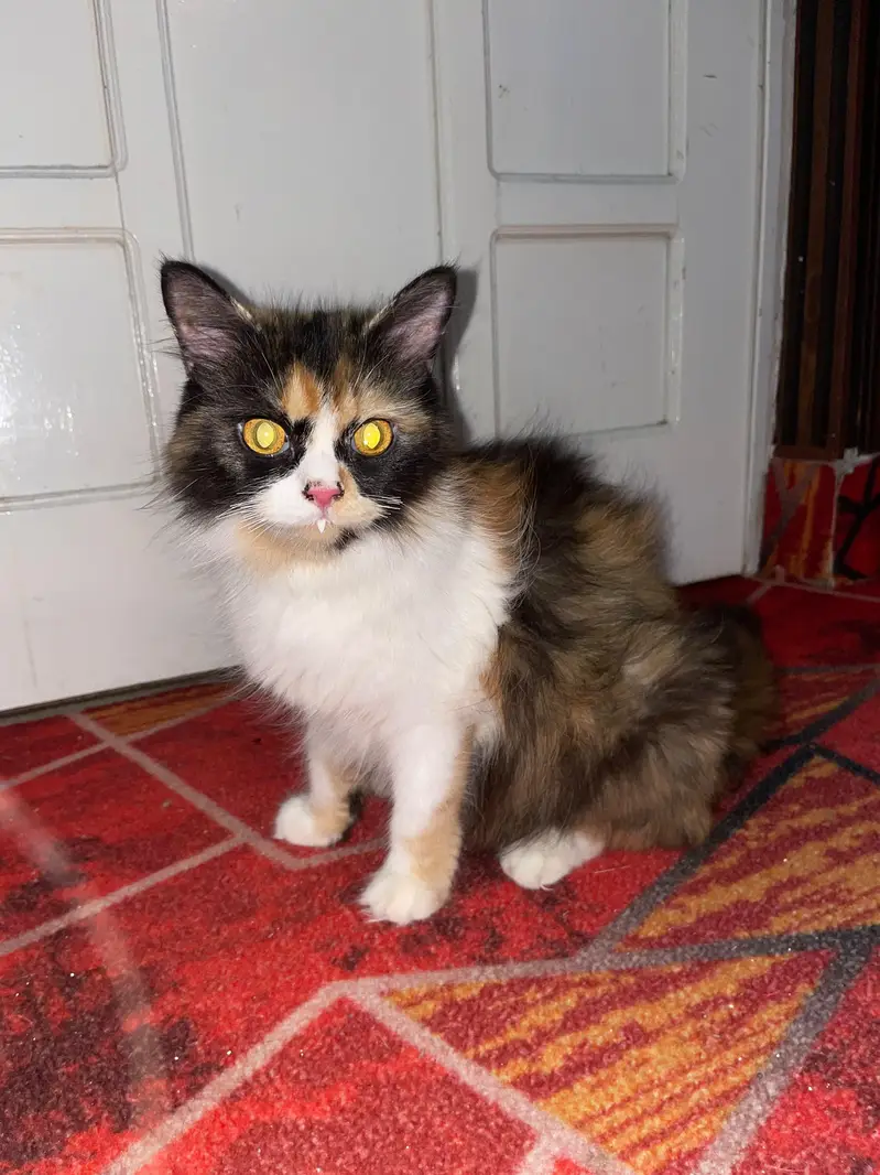 Female Cat + Kittens for Sale Triple kote — photo 2
