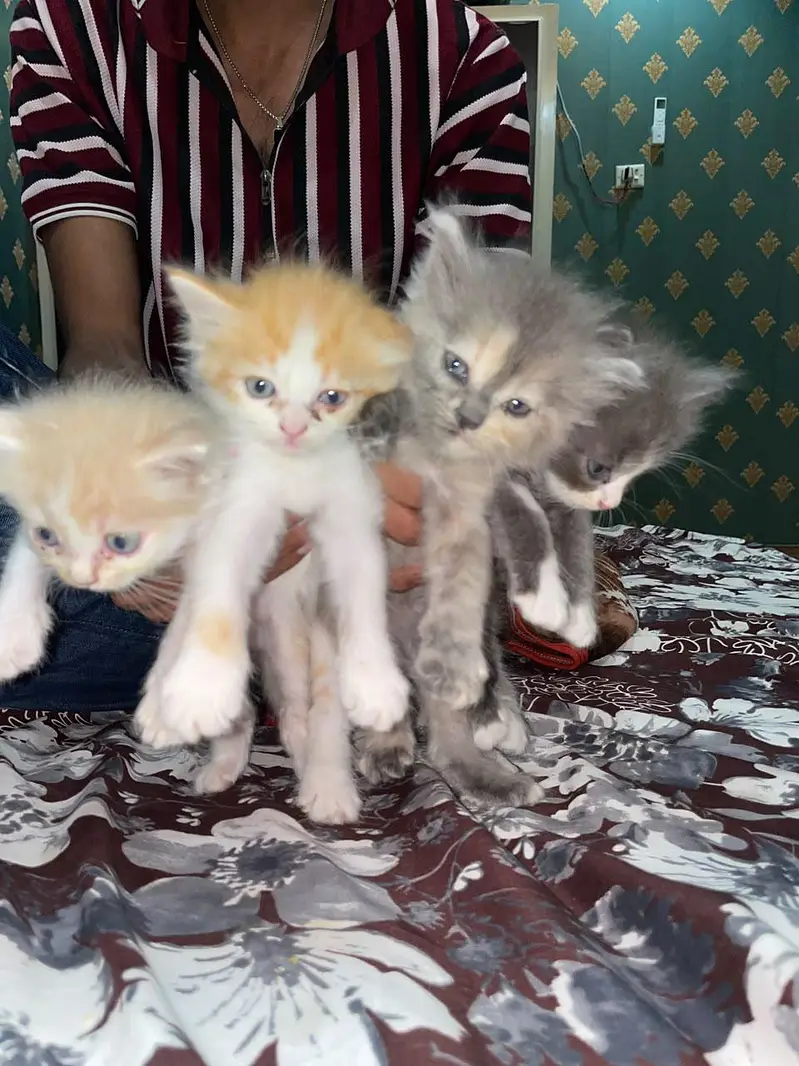 Female Cat + Kittens for Sale Triple kote — photo 3