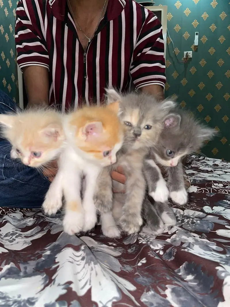 Female Cat + Kittens for Sale Triple kote — photo 4
