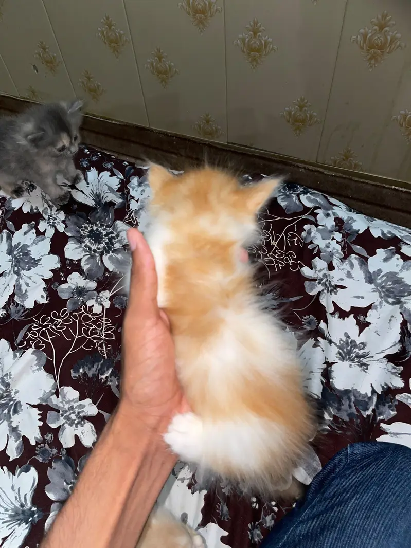 Female Cat + Kittens for Sale Triple kote — photo 5