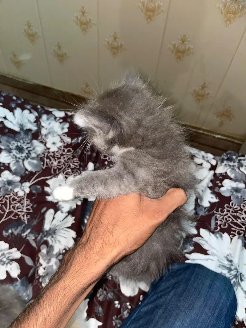 Female Cat + Kittens for Sale Triple kote — photo 6