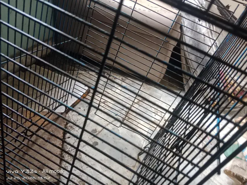 row parraot cage — photo 2