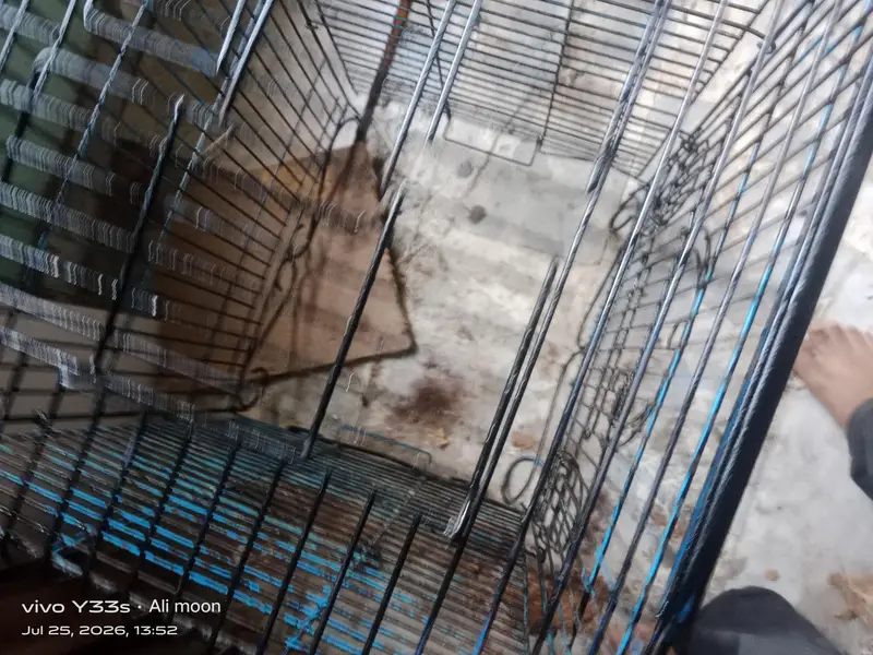 row parraot cage — photo 3