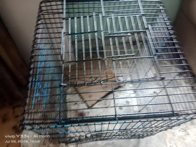 row parraot cage — photo 4