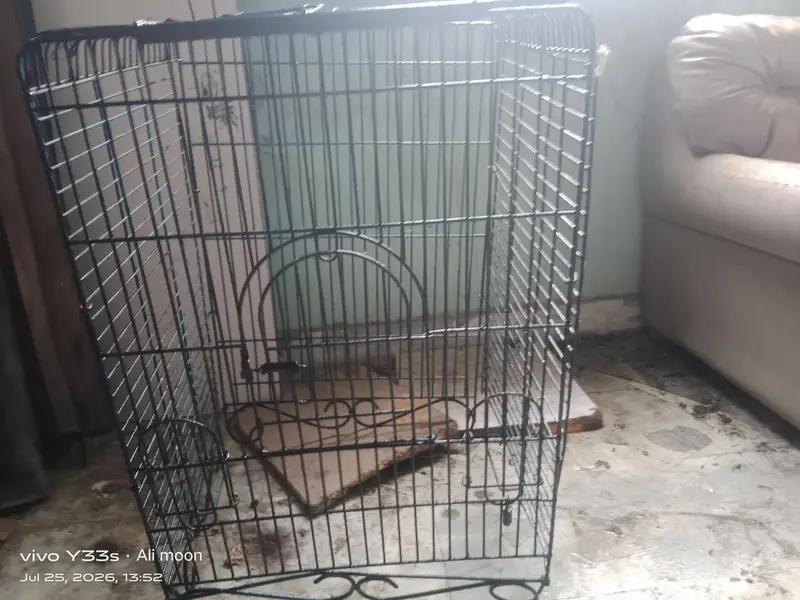 row parraot cage — photo 6