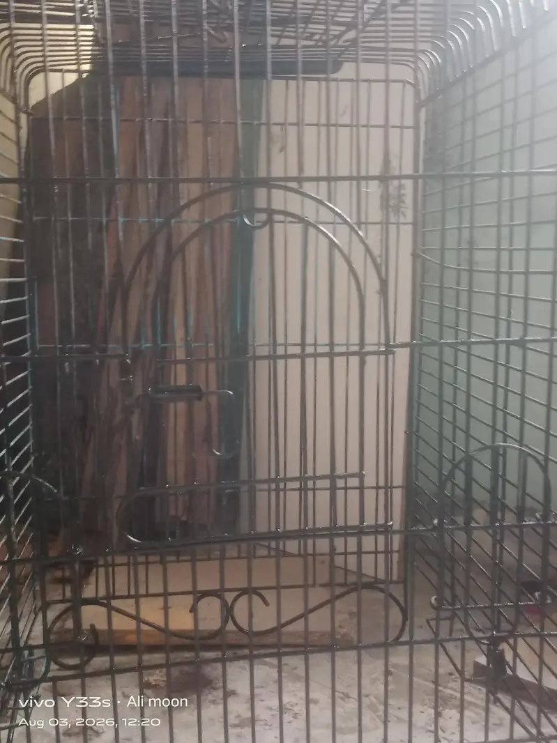 row parraot cage — photo 7