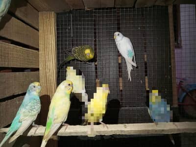 1 Rainbow Budgies Pair Our 2 Male's For Sale