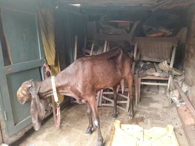 Nagri Bakri