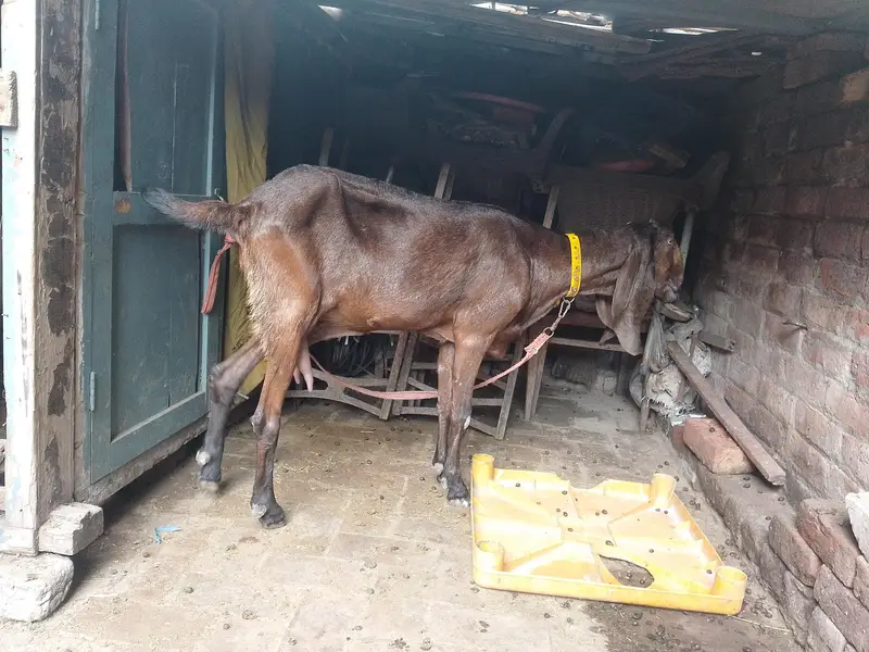 Nagri Bakri — photo 2