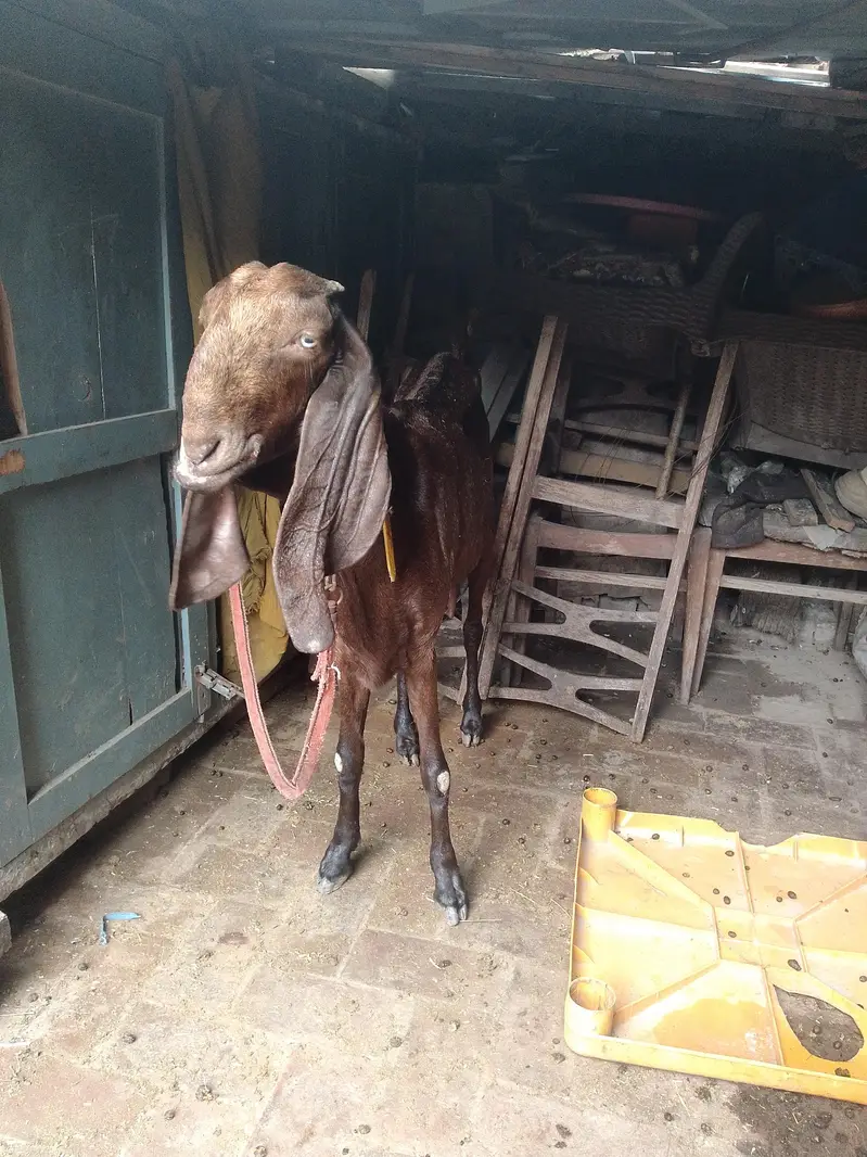 Nagri Bakri — photo 3