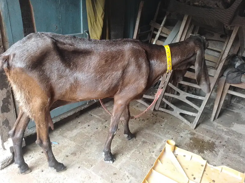 Nagri Bakri — photo 4