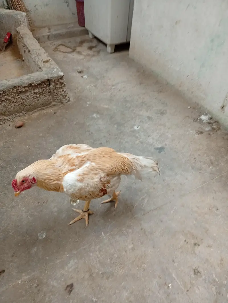 aseel heera — photo 2