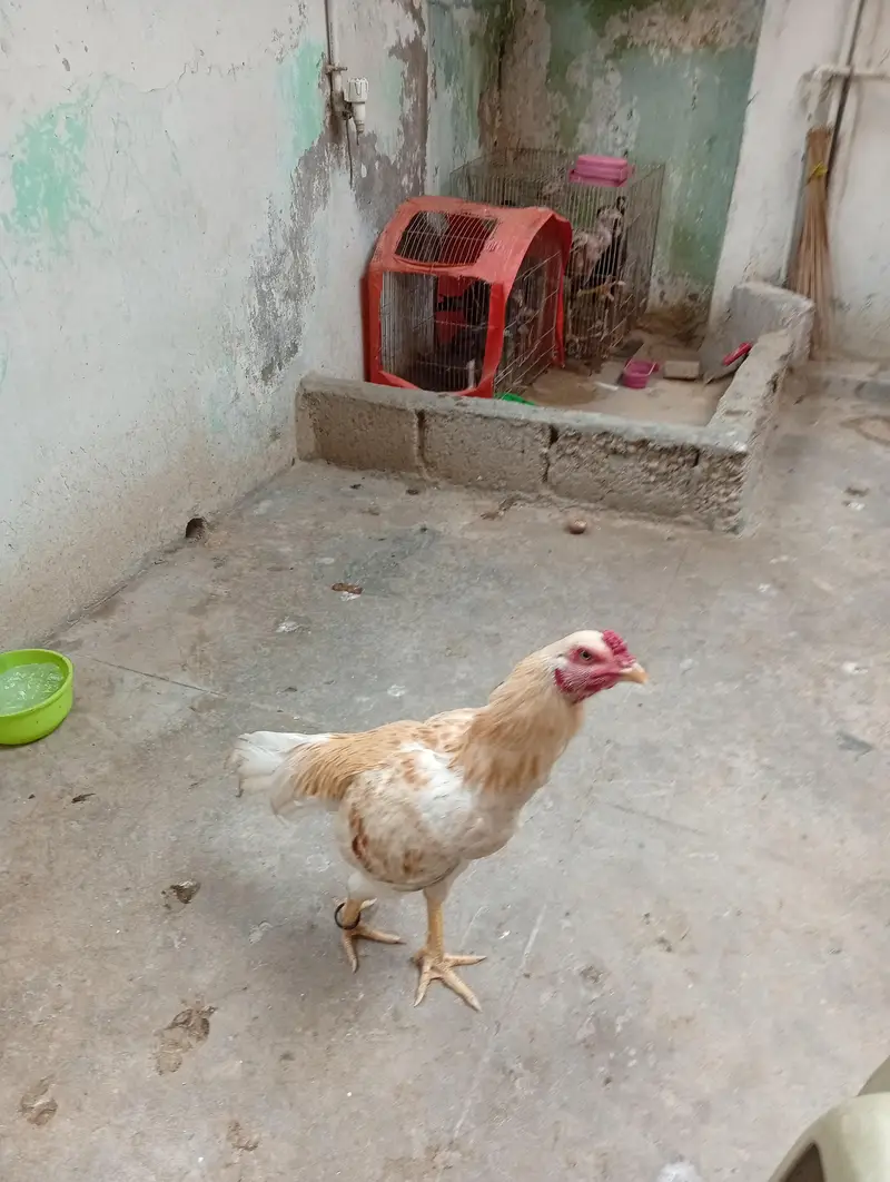 aseel heera — photo 3