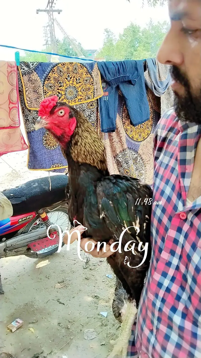2 Peice Aseel Jawa Mianwalii — photo 2