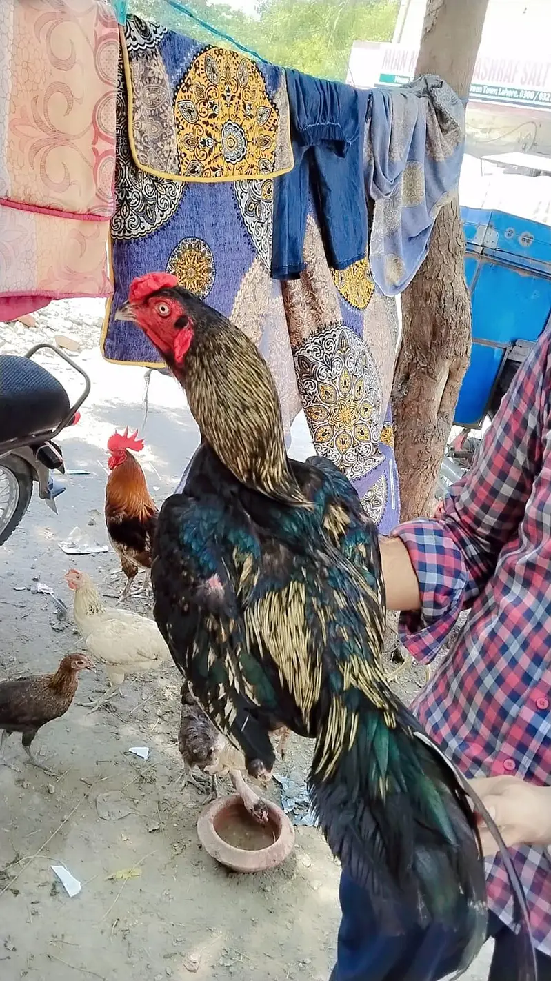 2 Peice Aseel Jawa Mianwalii — photo 3