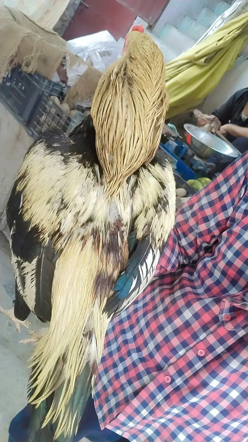 2 Peice Aseel Jawa Mianwalii — photo 5