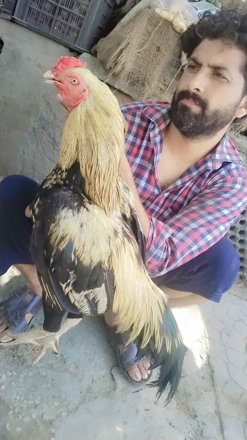 2 Peice Aseel Jawa Mianwalii — photo 6