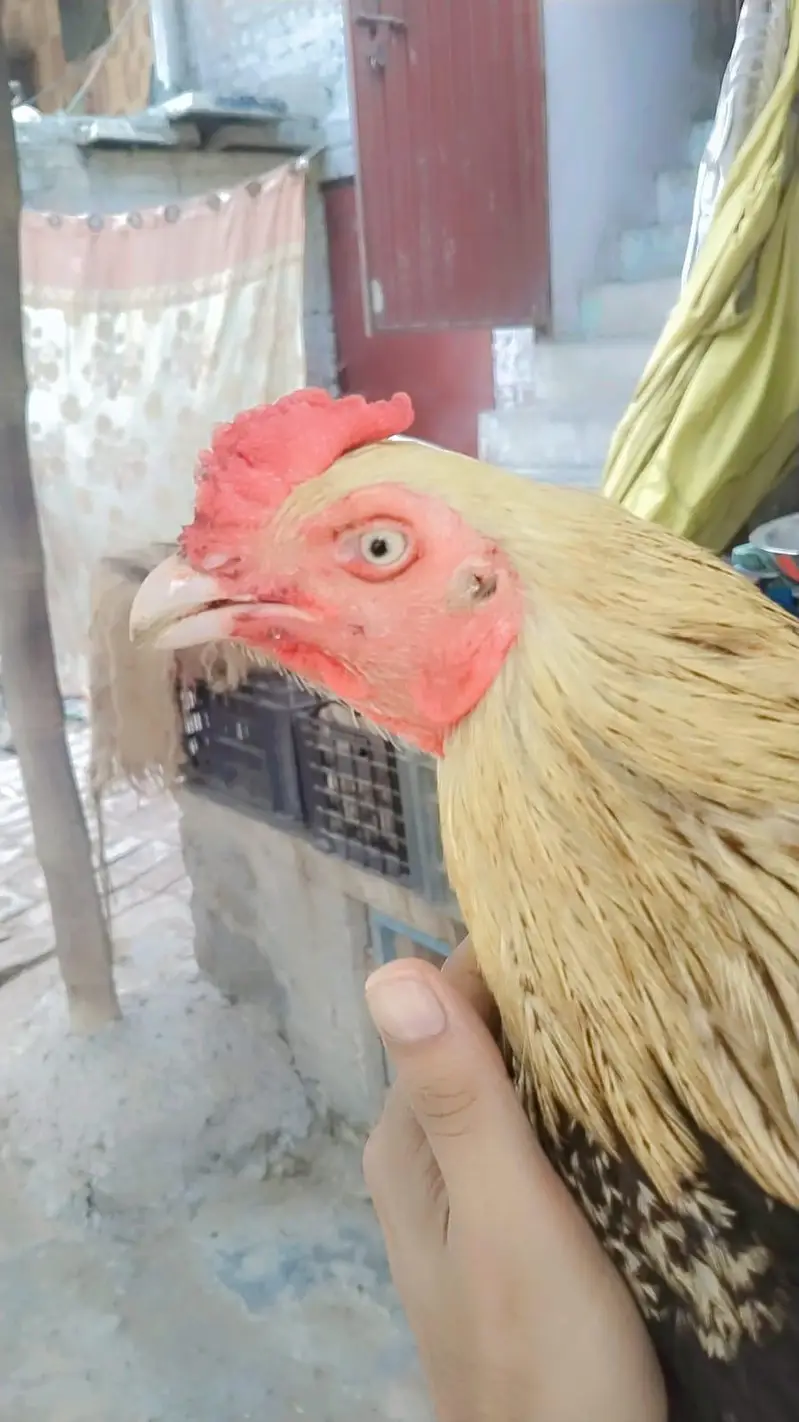 2 Peice Aseel Jawa Mianwalii — photo 7
