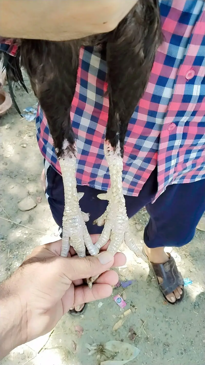 2 Peice Aseel Jawa Mianwalii — photo 8