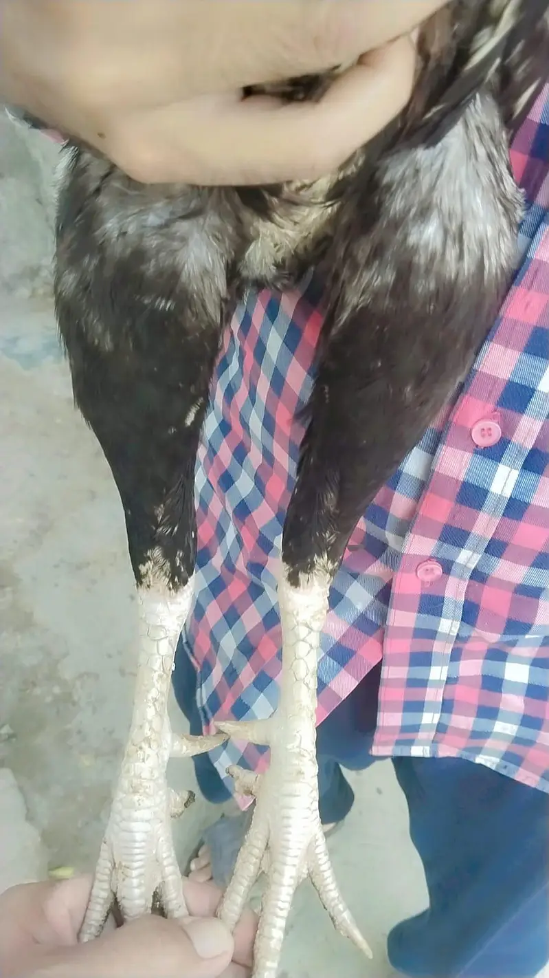 2 Peice Aseel Jawa Mianwalii — photo 9