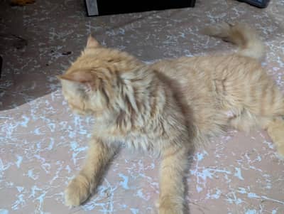 hair or Persian mix