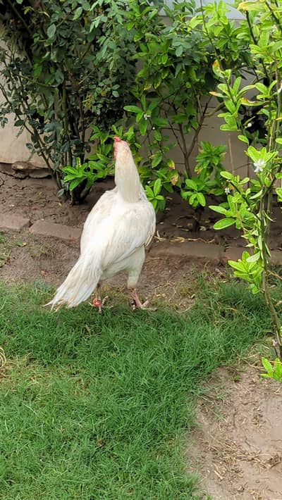 Heera Aseel