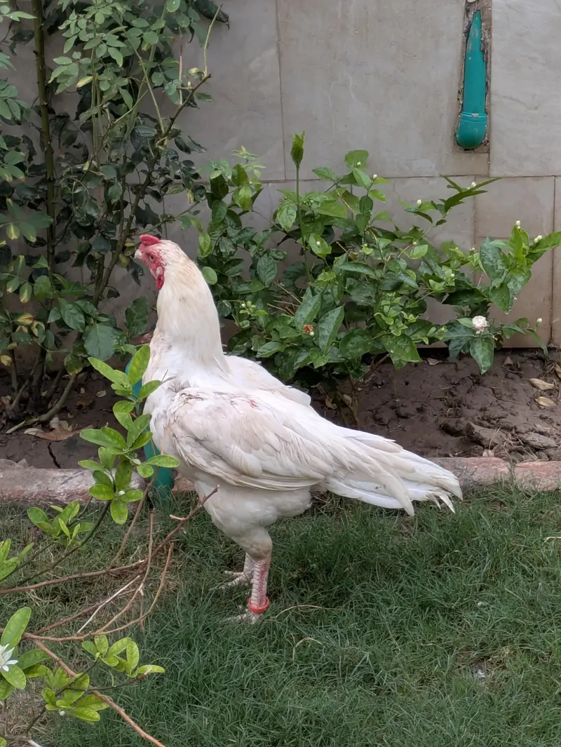 Heera Aseel — photo 3