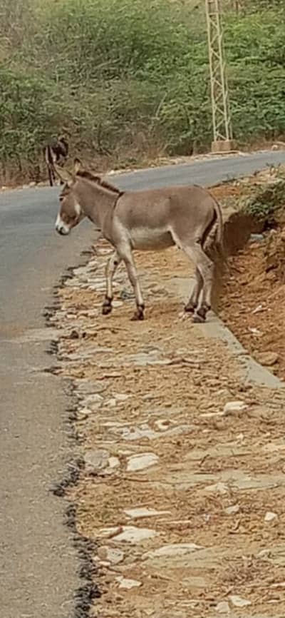 Donkey