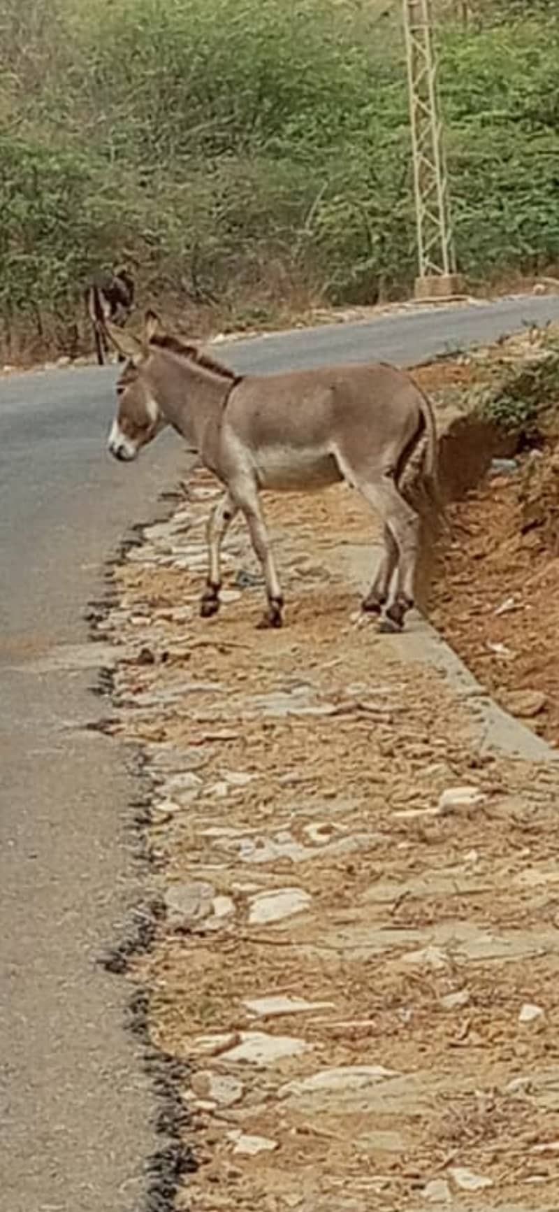 Donkey 0