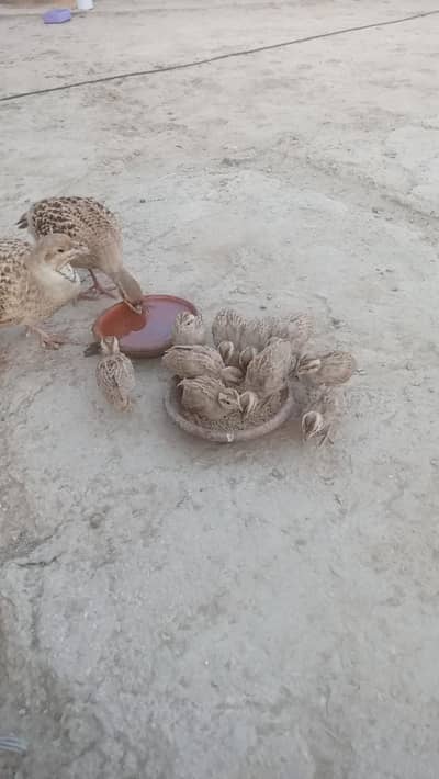 Irani teetar for sale pure big sized