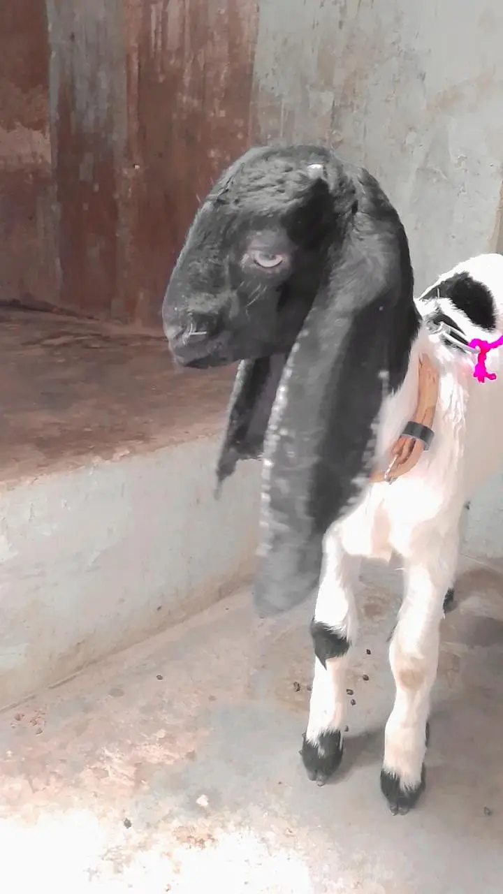 BABY GOAT for sale Whatsapp 03713717976 — photo 2