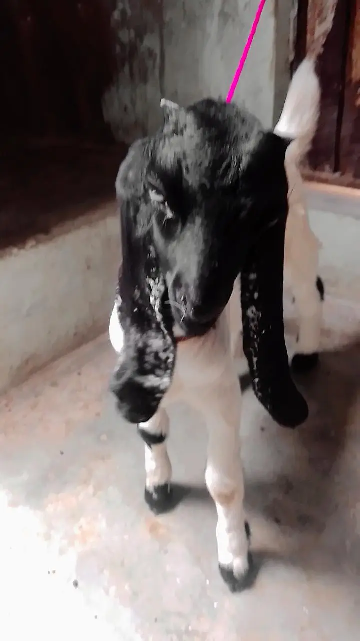 BABY GOAT for sale Whatsapp 03713717976 — photo 3