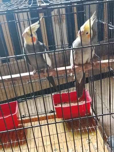 cockatiel birds healthy pair and active
