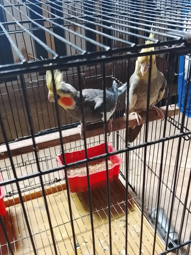 cockatiel birds healthy pair and active — photo 2
