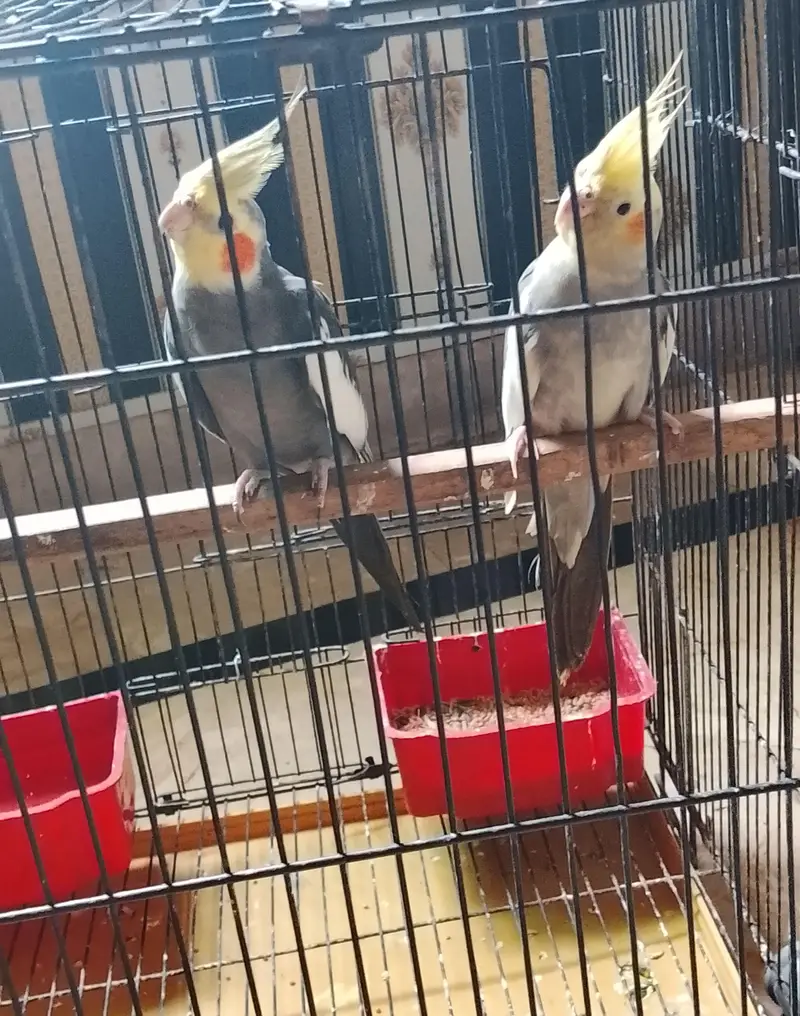 cockatiel birds healthy pair and active — photo 3