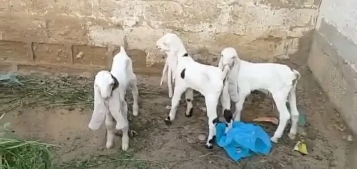 3 Bacchon Ka Sath Gulabi Bakri For Sale call _03265448901 — photo 4