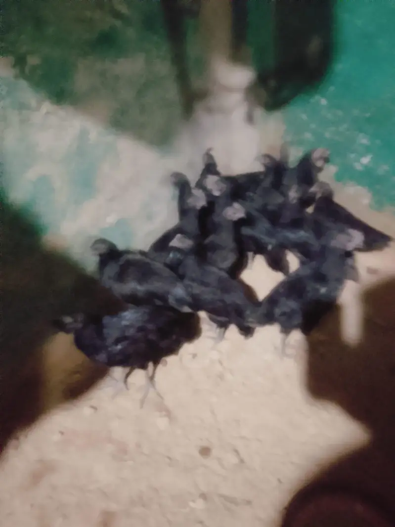 Ayan cemani — photo 2
