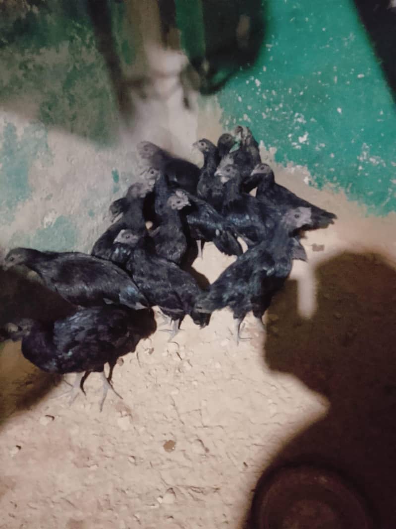Ayan cemani 3