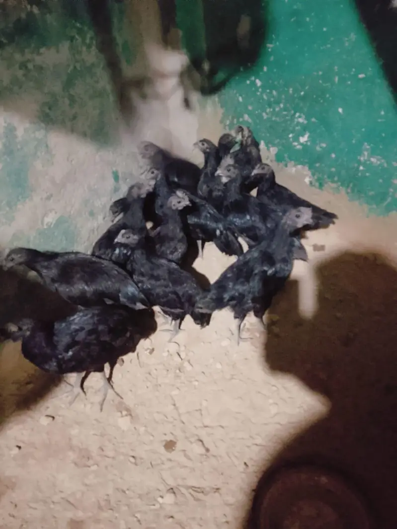 Ayan cemani — photo 4