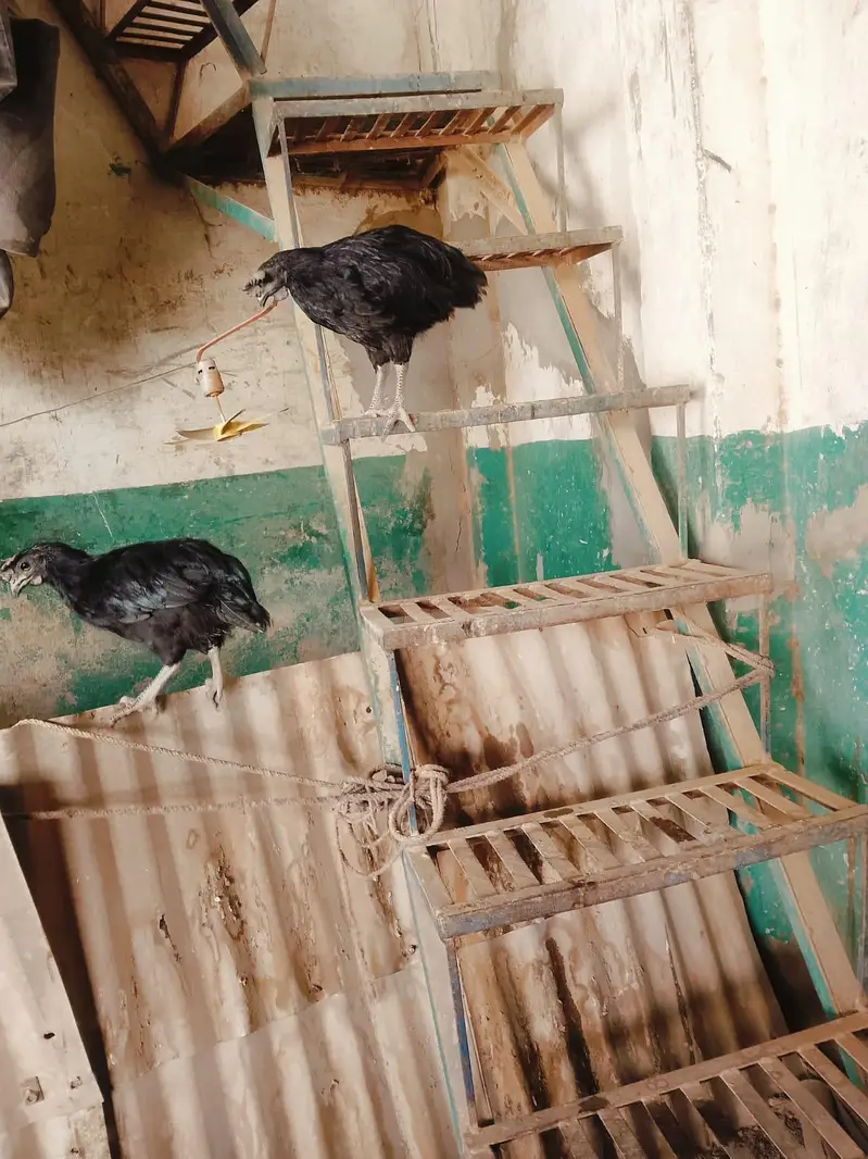 Ayan cemani — photo 5