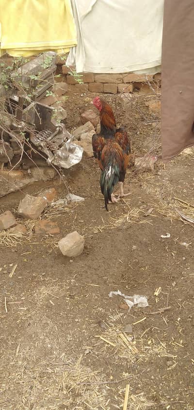 aseel murga for sale