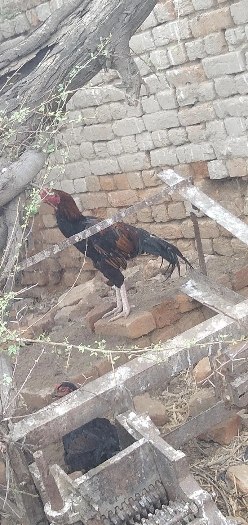 aseel murga for sale — photo 2