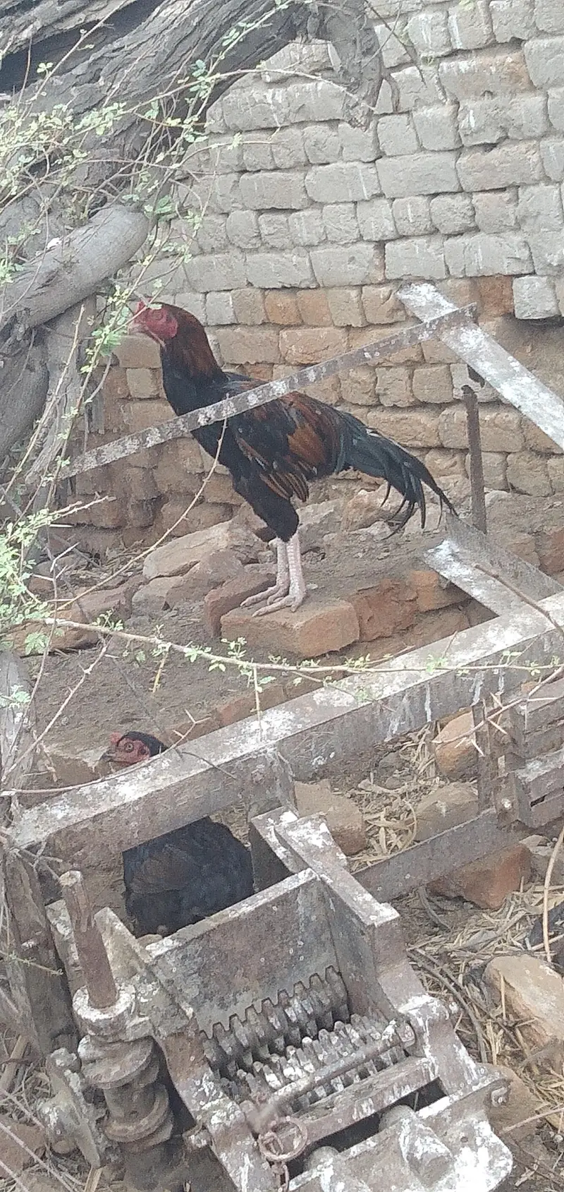 aseel murga for sale — photo 3