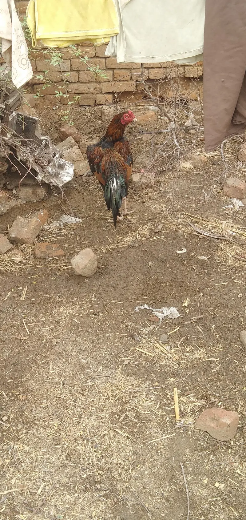 aseel murga for sale — photo 4